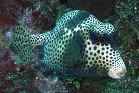 Spotted Trunkfish by Lora Tucker 