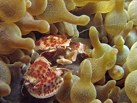 The Guardian! Taken In Anilao With Canon S80. by Edvin Eng 