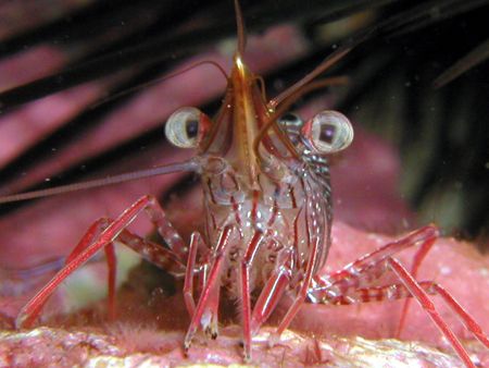 Ok, Take your best shot on me! This Camel shrimp is very ... by Tony Otion 