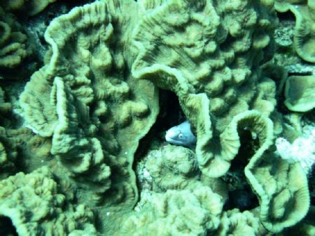 Picture taken of an eel hiding in some cabbage coral in t... by Brian Schembera 