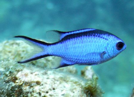 Blue Chromis by Lora Tucker 