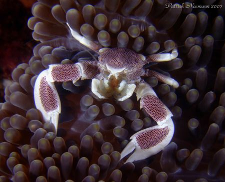 Porcellan crab @Richilieu Rock. Taken with a E900+macro l... by Patrick Neumann 