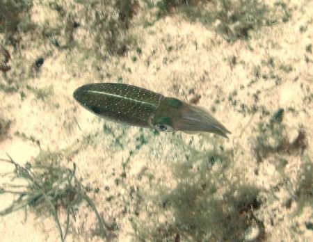 Reef Squid on drift dive in Cozumel by Chuck Plummer 