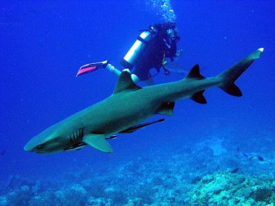 white tip reef shark taken at 'osprey reef' Australia by Laura Whittaker 
