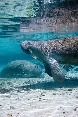 manatee in crystal river by Michael Shope 
