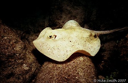 Yellow spotted stingray. Nikonos V, 15mm lens, SB-105. Ni... by Mike Smith 