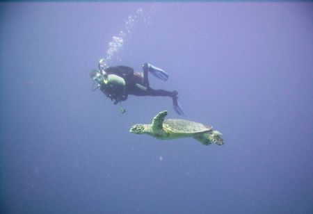 Photo of my dive buddy swimming along side a turtle......... by Brian Schembera 