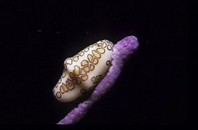 Flamingo Tongue at my favorite Karpata Dive Site, Bonaire... by Tammy Young 