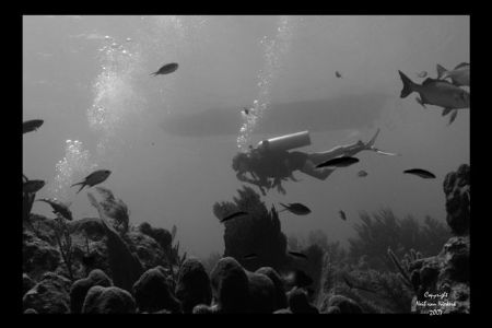 Diver at Black Rock
Grand Cayman
Available light only by Neil Van Niekerk 