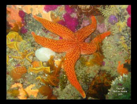 Starfish 
Bell Buoy Reef
Port Elizabeth
South Africa by Neil Van Niekerk 