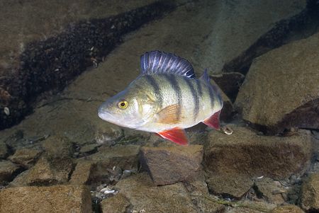 Perch. Stoney cove. D200, 20mm. by Derek Haslam 