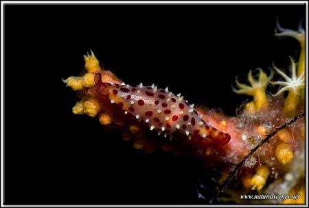 Cowries shells are also one of my favorite subjects D200/105 by Yves Antoniazzo 