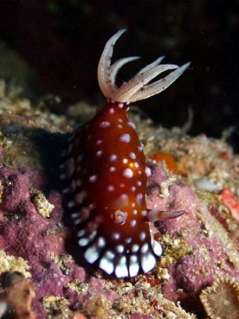 My first encounter with this species...enjoy- Great Barri... by Joshua Miles 