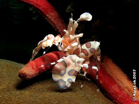 Harlequin Shrimp by Alex Lok 