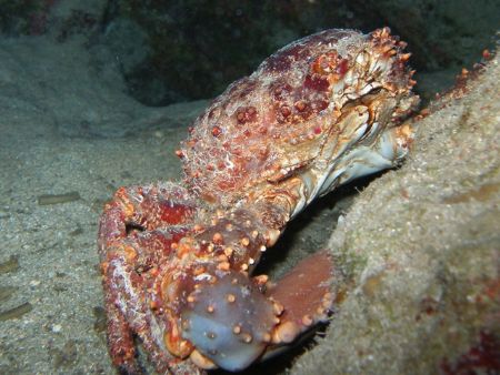 King Crab, The wall by Osvaldo Deleon 