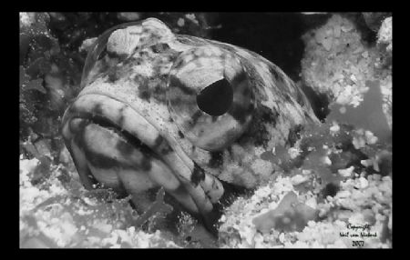 Banded Jawfish
Chub Hole
Grand Cayman by Neil Van Niekerk 