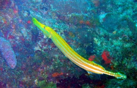 Trumpet Fish off of Ft. Lauderdale Fl by Brian Fryburg 