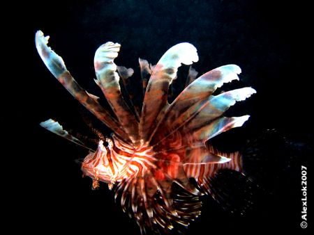 Lion Fish by Alex Lok 