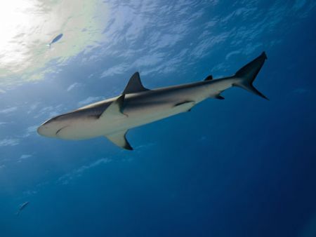 Cribbean reef shark, cruising the Bahamas by Steve Laycock 
