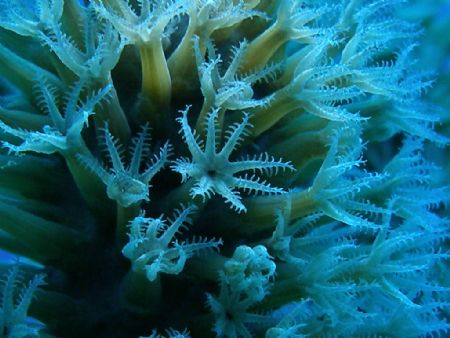 octocoral in a gorgonian at old bouy dive site in parguer... by Victor J. Lasanta Garcia 