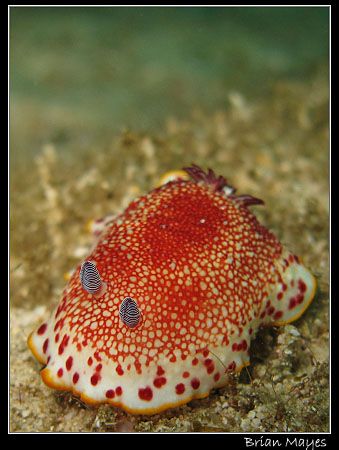 Chromodoris tinctoria taking a leisurely stroll, or shoul... by Brian Mayes 