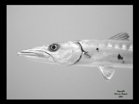 Chevron Baracuda
Black Rock
Grand Cayman by Neil Van Niekerk 