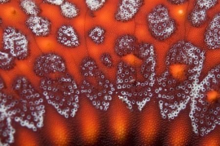 Starfish by Chris Wildblood 