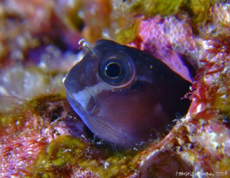 Gobi @ Similan islands taken with E900+macro lens by Patrick Neumann 