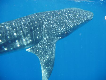 whale shark at the surface in the old bouy dive site in p... by Victor J. Lasanta Garcia 
