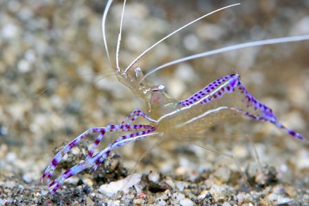 Pederson Shrimp poses for the Camera by Terry Moore 