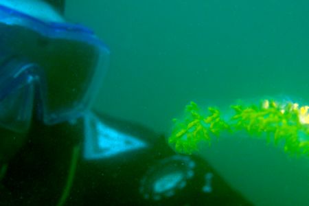 Floating 7 ft. Sea Ribbon in the Monterey Bay being exami... by Dale Hymes 