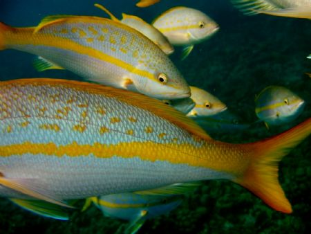 Taken while Snorkelling at DePalm Slope, Aruba. Beautiful... by Michael Moniz 