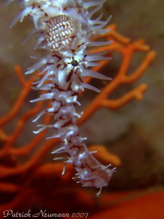 Ghostpipefish Portrait fullsize/uncropped taken at Ko Doc... by Patrick Neumann 