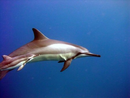 I got this picture swimming in a pod of Spinner Dolphins,... by Aaron Longshore 