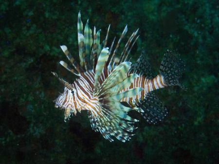lionfish bahamas !!!!!! by Steve Laycock 