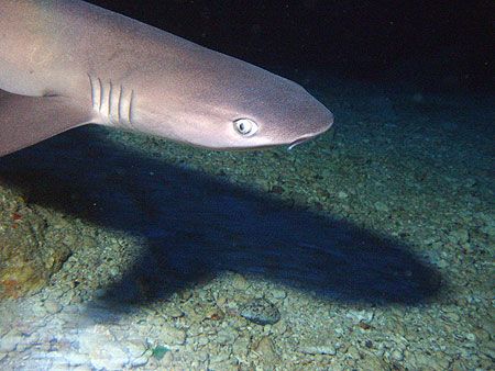 White tip and shadow - Saipan Grotto by Martin Dalsaso 