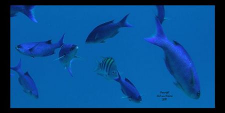 Odd Man Out
These playfull Creole Wrase and single Sgt. ... by Neil Van Niekerk 