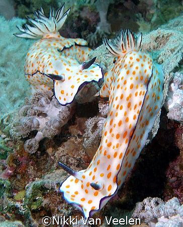 Two Cute Ribecia's taken at Quays site, Ras Mohamed Park ... by Nikki Van Veelen 