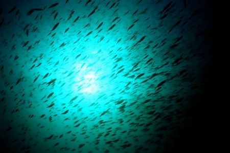 School of fusiliers blocking the sunlight, Andaman Sea by Erich Reboucas 