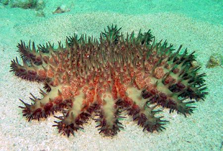 Crown of thorns, when I put it on the sand for the photo ... by Aaron Longshore 