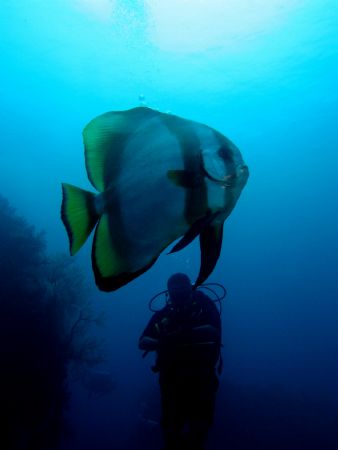 Diver 'n' the Bat Fish in harmony.. by Zafarol Lokman 