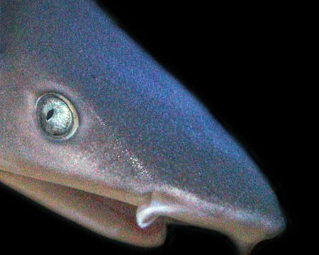 White tip very close- Saipan Grotto by Martin Dalsaso 