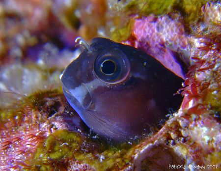 Gobi@Similan Islands 2007 taken with E900+close up lenses by Patrick Neumann 