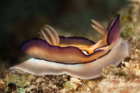 Fly away.
It seemed this nudi thinks it will move a lot ... by Erika Antoniazzo 