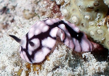 Believe this a wartslug? Taken at quays dive site in Ras ... by Nikki Van Veelen 