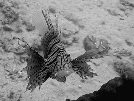 Danger Wings! Taken In Redang With Canon S80. by Edvin Eng 