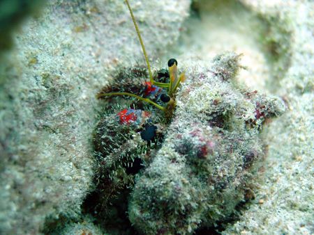 Hermit crab looking at me with those beady eyes. I could ... by Aaron Longshore 