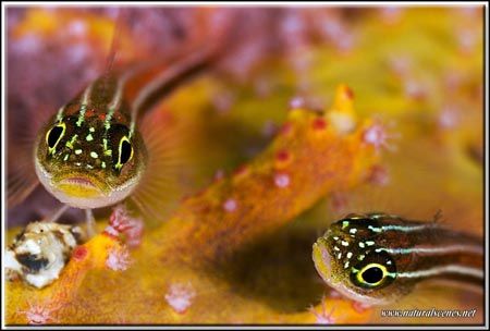 I would have been happy with one them being sharp , but t... by Yves Antoniazzo 