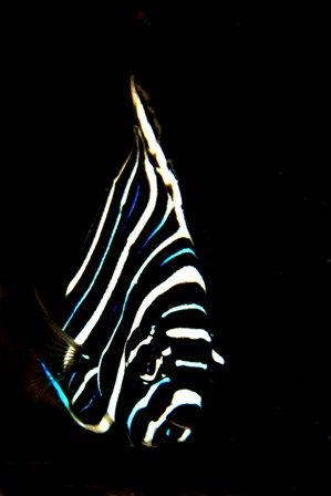 Juvenile Emperor Angelfish taken at Mabul Island by Frankie Lim 