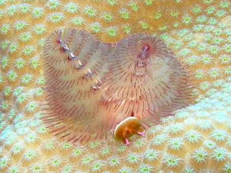 christmas tree in the forest dive site in parguera wall by Victor J. Lasanta Garcia 